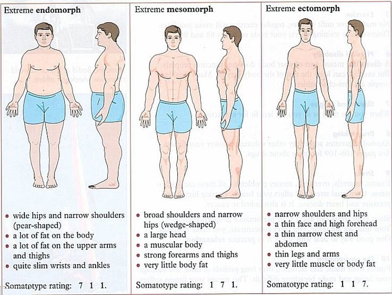 somatotype-myth